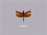 藏品(善變蜻蜓)的圖片